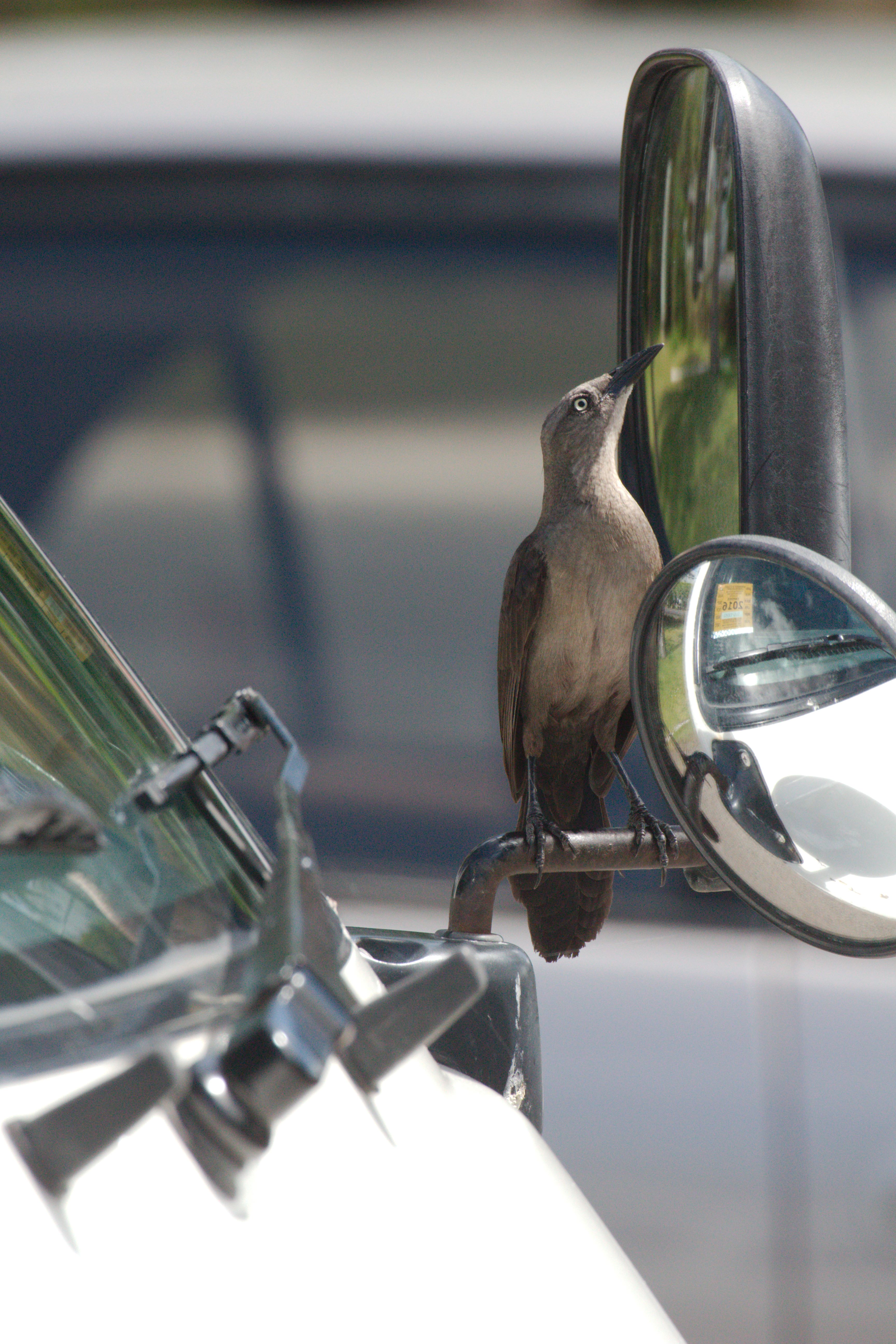 Carib Grackle