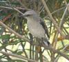 Tropical Mockingbird