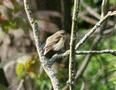 Chiffchaff