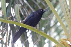 Carib Grackle