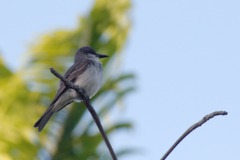 Grey Kingbird