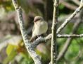 Chiffchaff