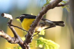 Bananaquit