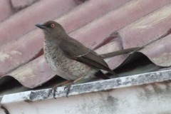 Scaly-breasted Thrasher