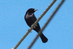 Shiny Cowbird