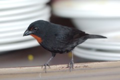 Lesser Antillean Bullfinch