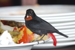 Lesser Antillean Bullfinch