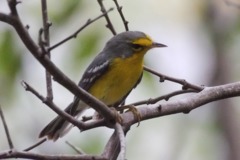 St Lucia Warbler