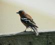 Chaffinch