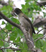 Lesser Antillean Saltator