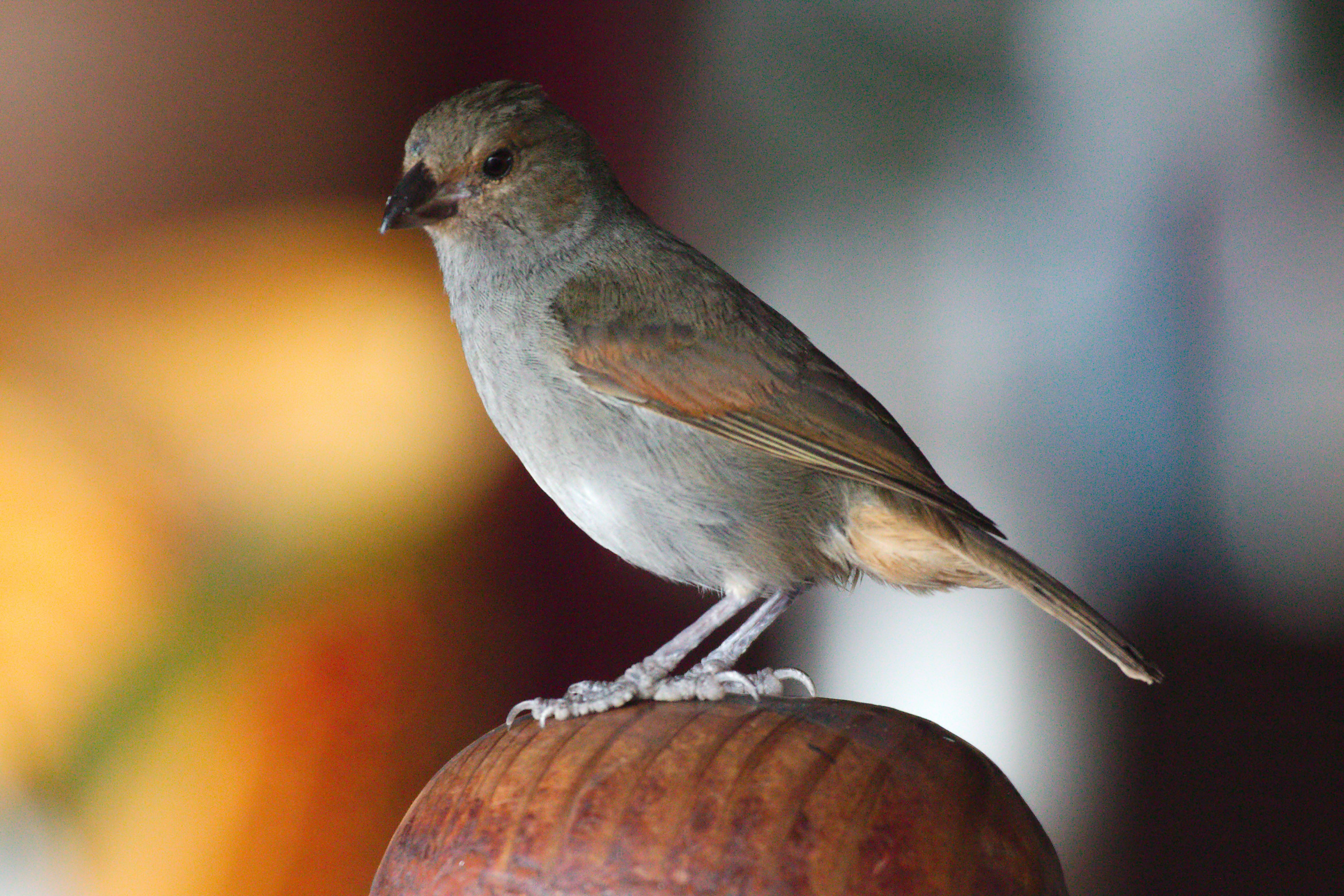 Lesser Antillean Bullfinch