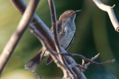 Scaly-breasted Thrasher