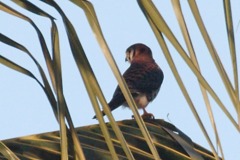 American Kestrel