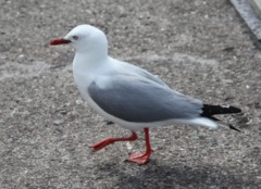 Red Billed Gull