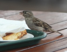 House Sparrow