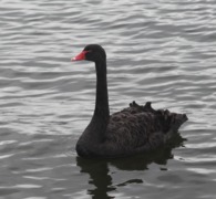 Black Swan