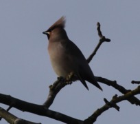 Waxwing