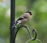 Bullfinch