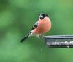 Bullfinch