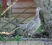 Common Pheasant