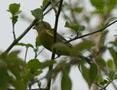 European Greenfinch