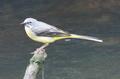 Grey Wagtail