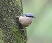 Eurasian Nuthatch