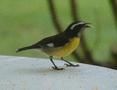 Bananaquit