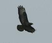 Common Buzzard