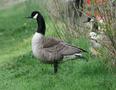 Canada Goose