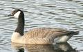 Canada Goose