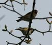 European Goldfinch