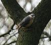 Eurasian Nuthatch