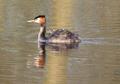 Great Crested Grebe