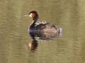 Great Crested Grebe