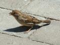 Spanish Sparrow