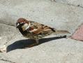 Spanish Sparrow