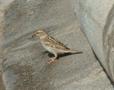 Spanish Sparrow