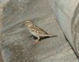 Spanish Sparrow