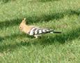 Hoopoe