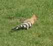 Hoopoe