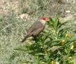 Common Waxbill