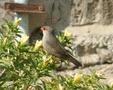 Common Waxbill