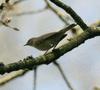 Wood Warbler