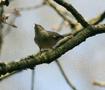 Wood Warbler