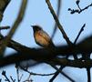 Common Redstart