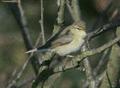 Chiffchaff