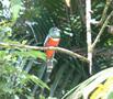 Collared Trogon