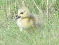 Canada Goose