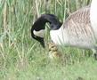 Canada Goose